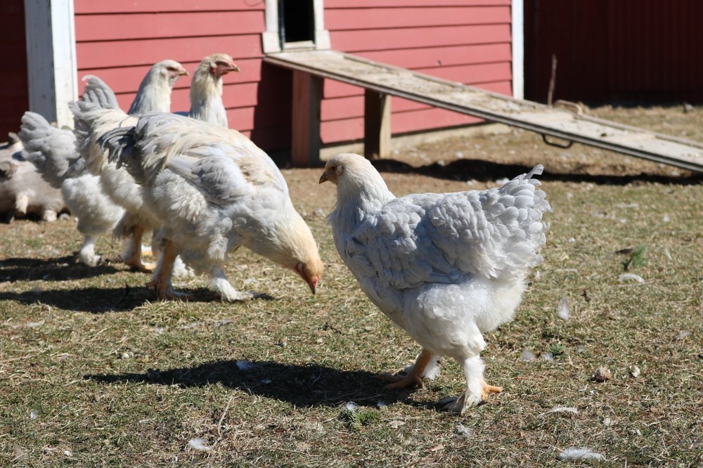 6+ Isabel Large Breed Brahma Hatching Eggs