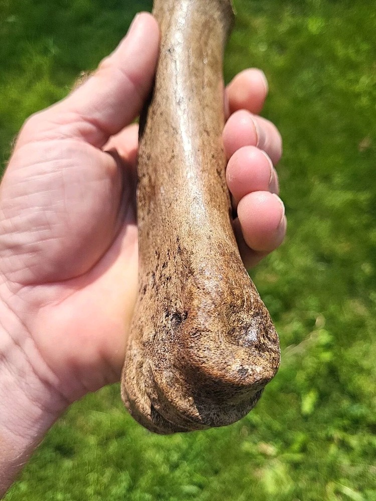 Bison metacarpal Historic bison foot bone