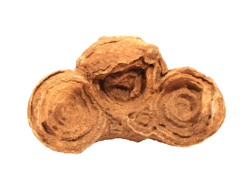 Moroccan stromatolite fossil