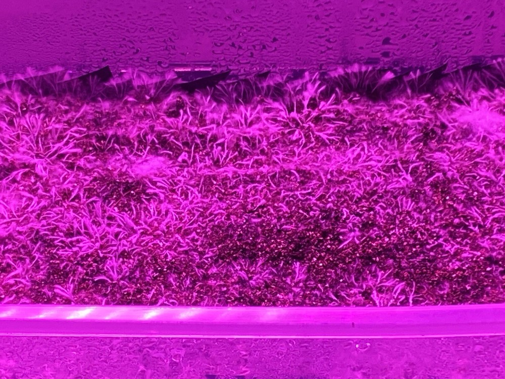 Live Genetics (Pick from Agar/LC/MSS/SS/SP)