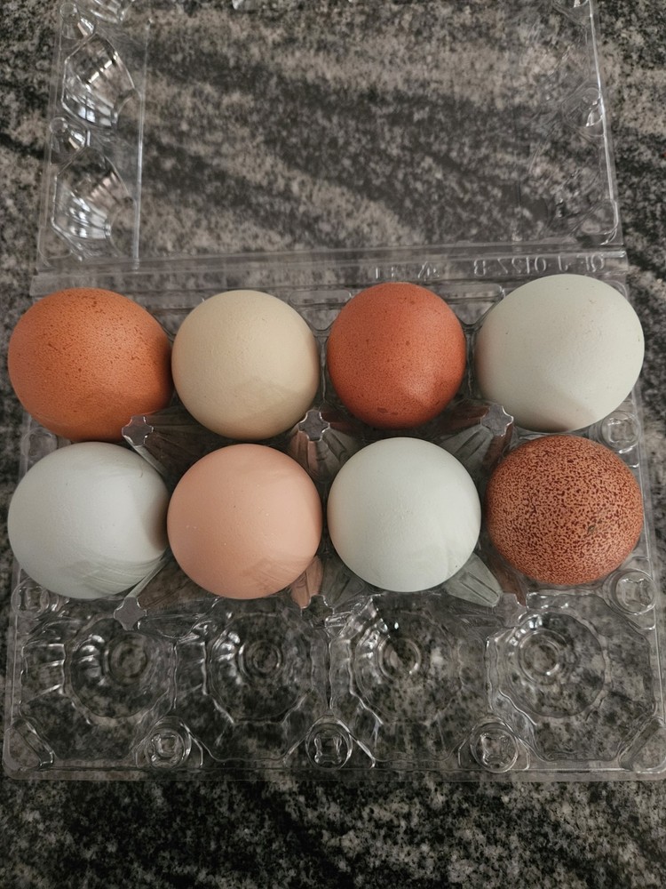 6+ Barnyard Mix Fresh Hatching Eggs From Free Range Chickens