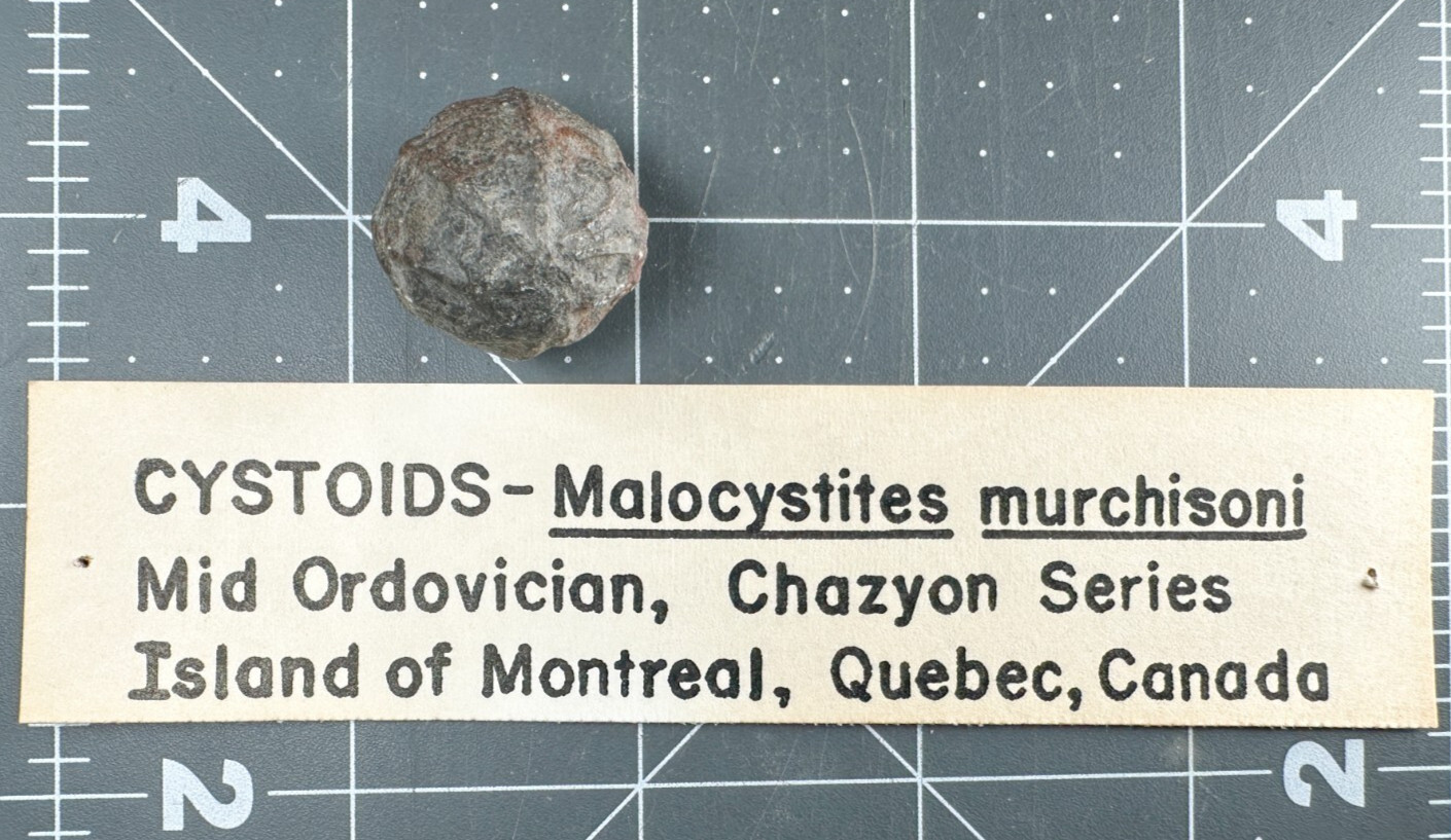 ➤ 7/8 Inch CYSTOID Fossil Specimen - Isle of Montreal Canada VIDEO➤159