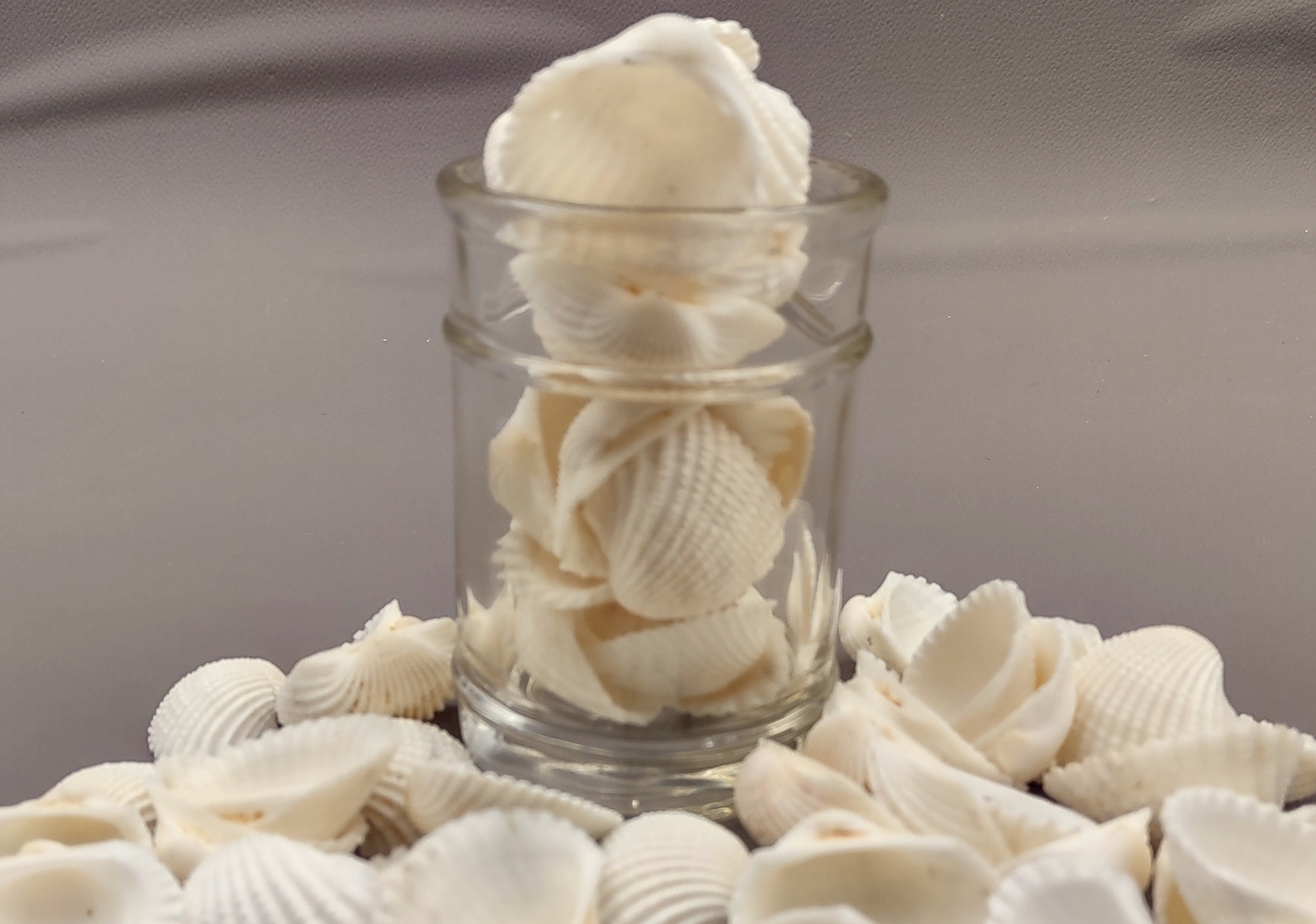 White Ark Clam Seashells Tegillarca Granosa (approx. 20+ shells 1+ inches)