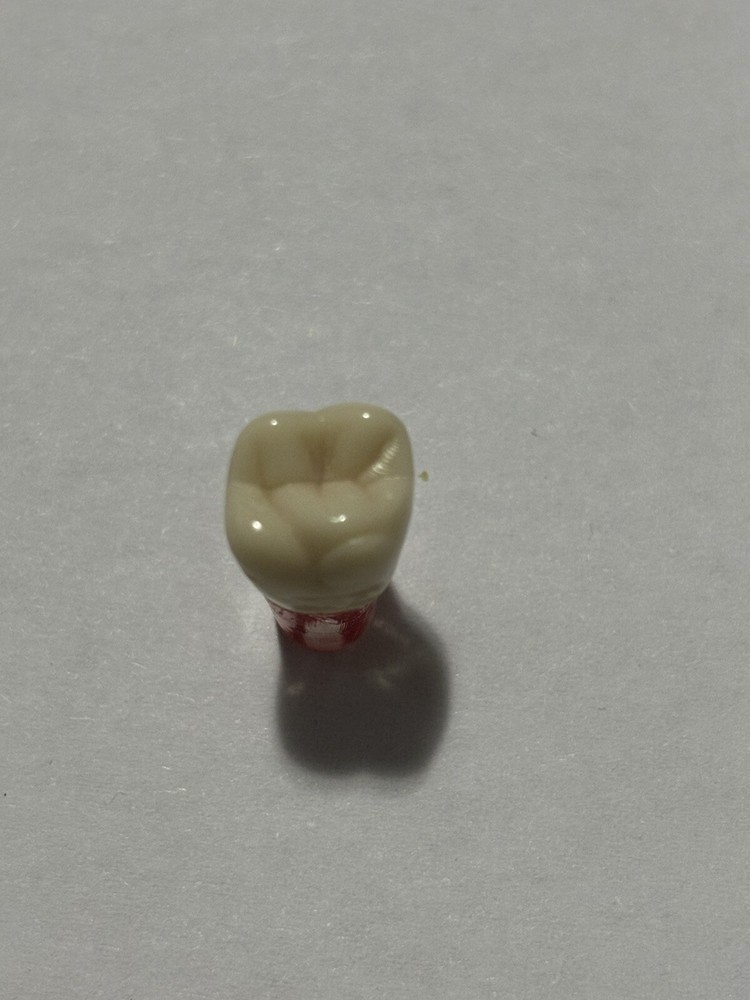 Endo Tooth #46 For ADC MODEL (10 Pack)