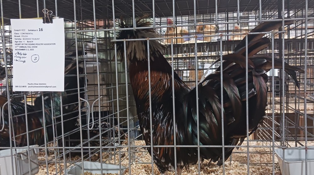 polish tolbunt hatching eggs