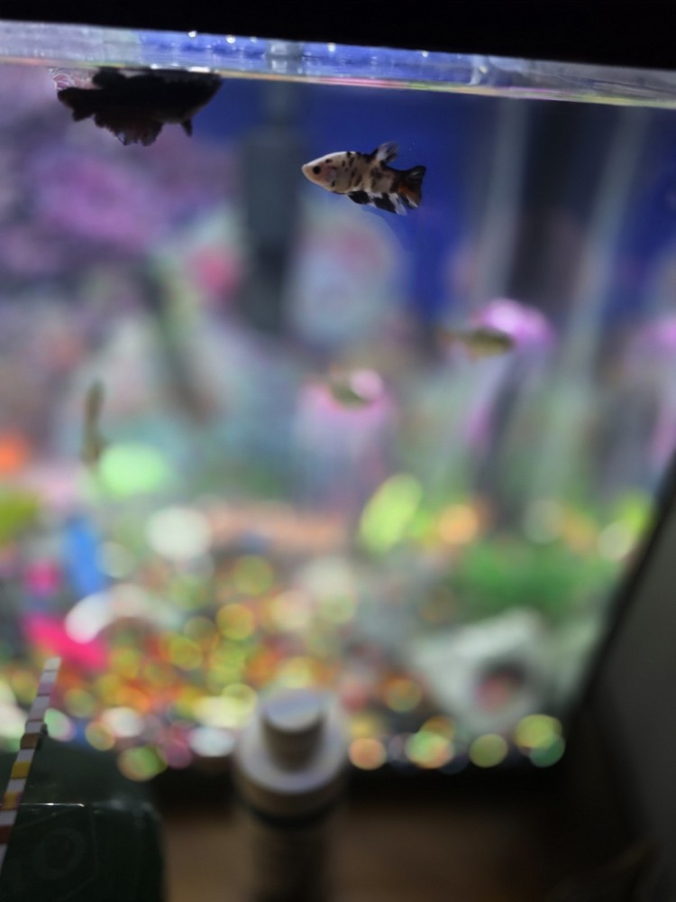 20-Gallon Complete Aquarium Setup (With Fish)