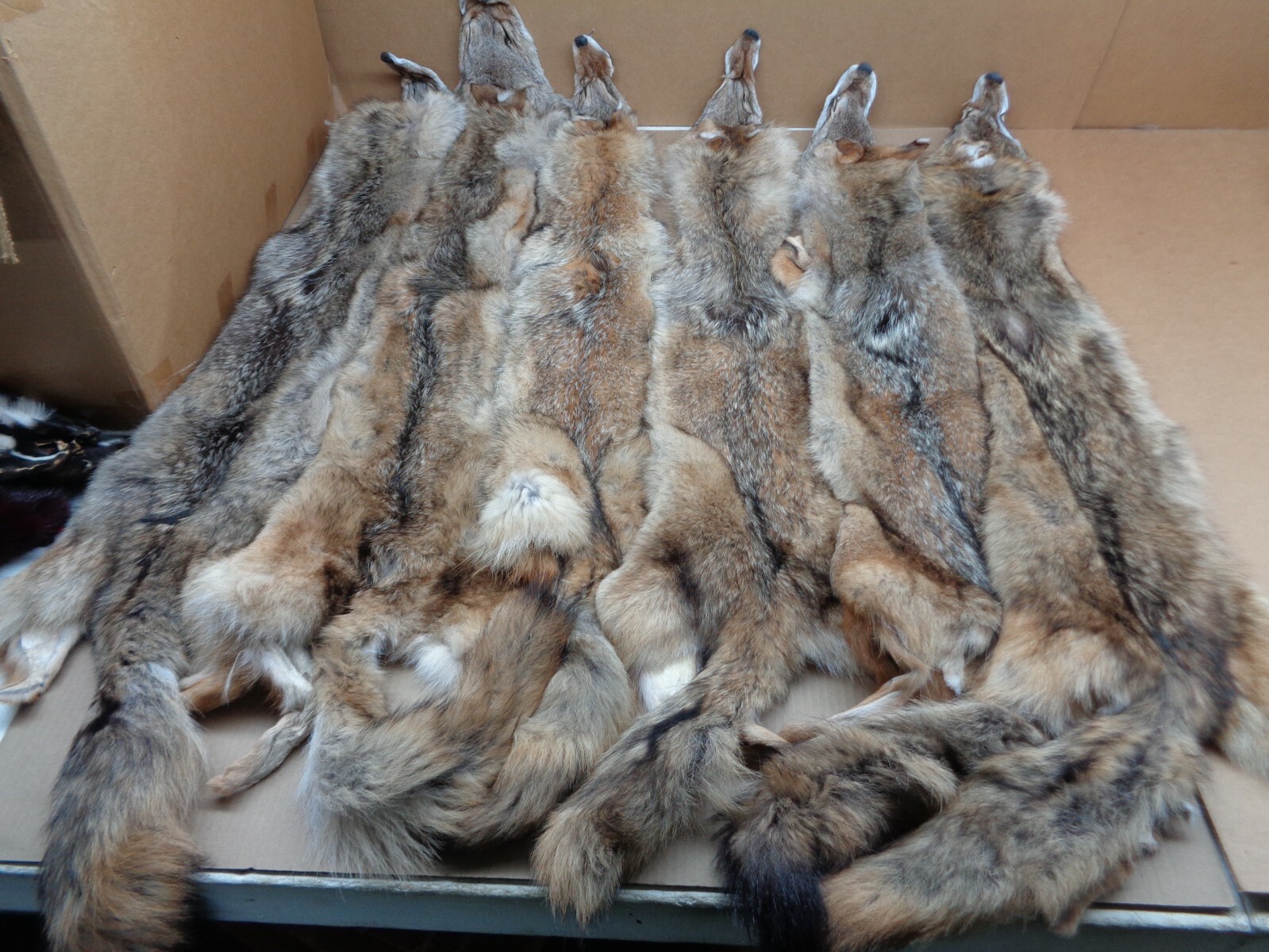 Tanned XL Flat Coyote Hide With Full Tail /Furs/Taxidermy/Crafts