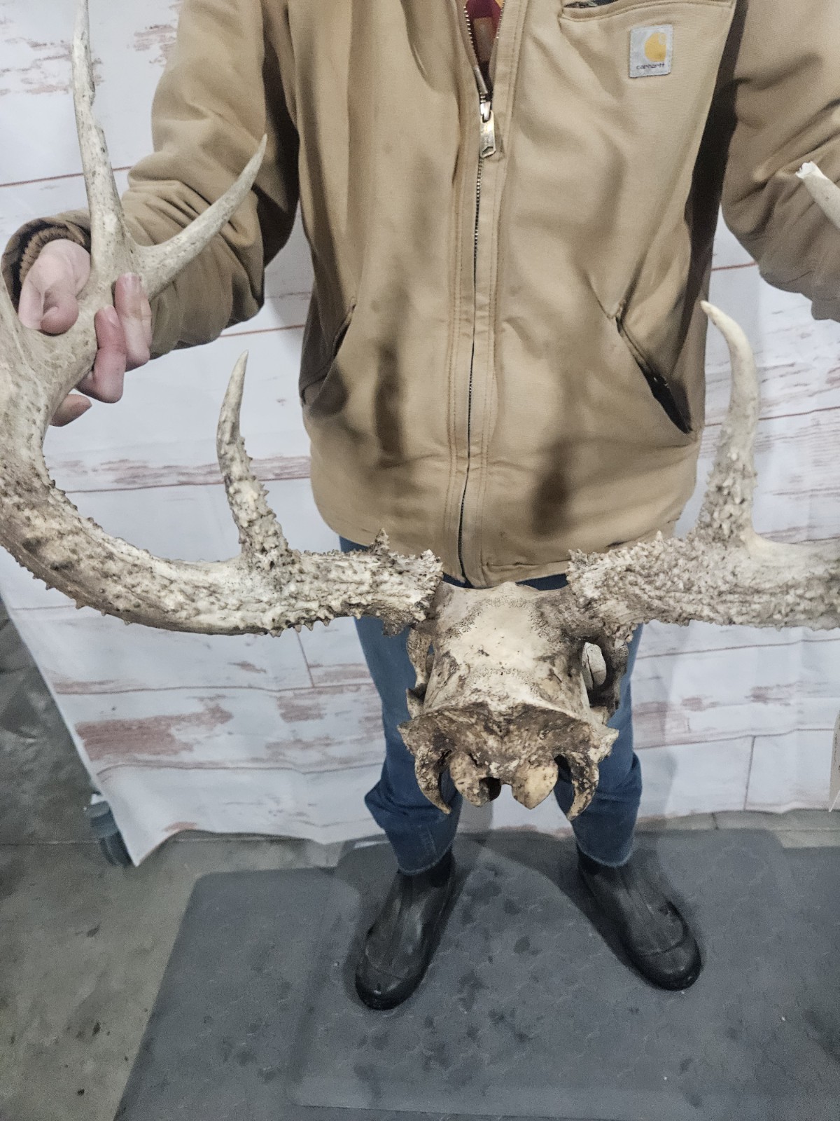 Wild 10 Point Whitetail Deer Antler Rack Horn European Skull Mount Man Cave 155"