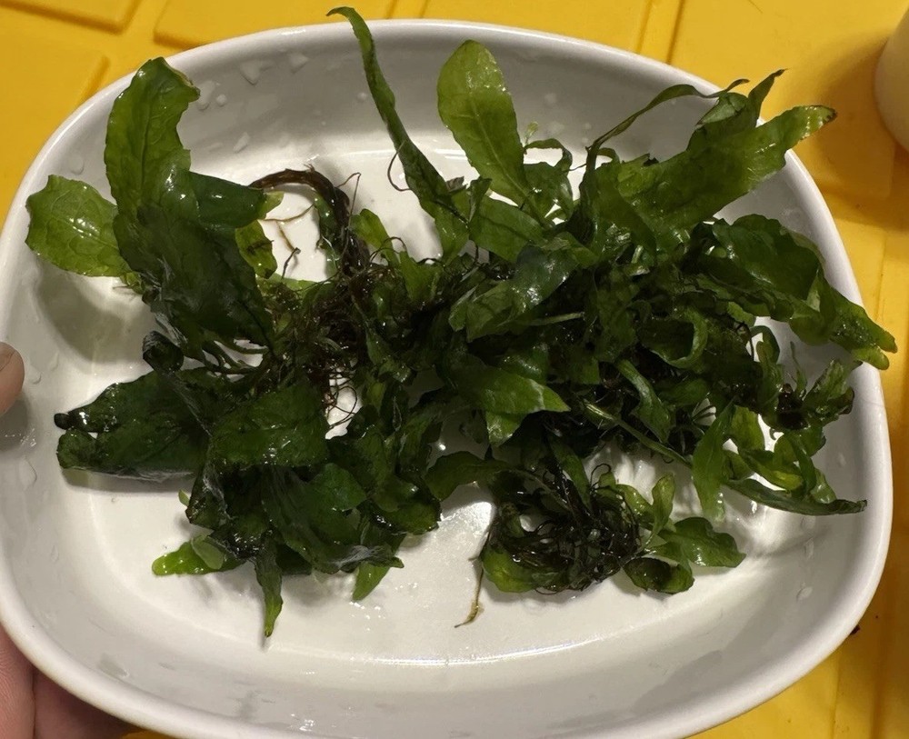 Java Fern 20+ Plants Microsorum pteropus - Live Aquarium Plant
