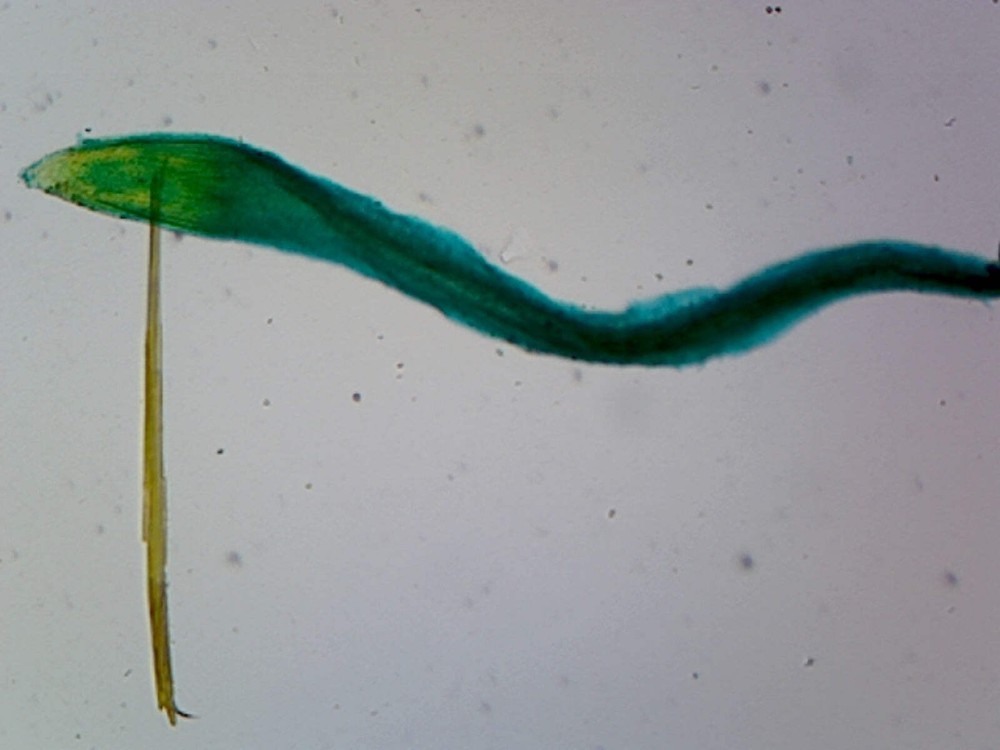 Raphanus Root Tip; Showing Root Hairs and Cap; Whole-mount