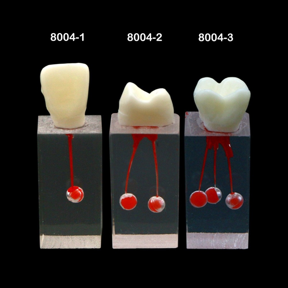 Dental Endo Root Canal Teeth Model Study Practice Block RCT Pulp Cavity