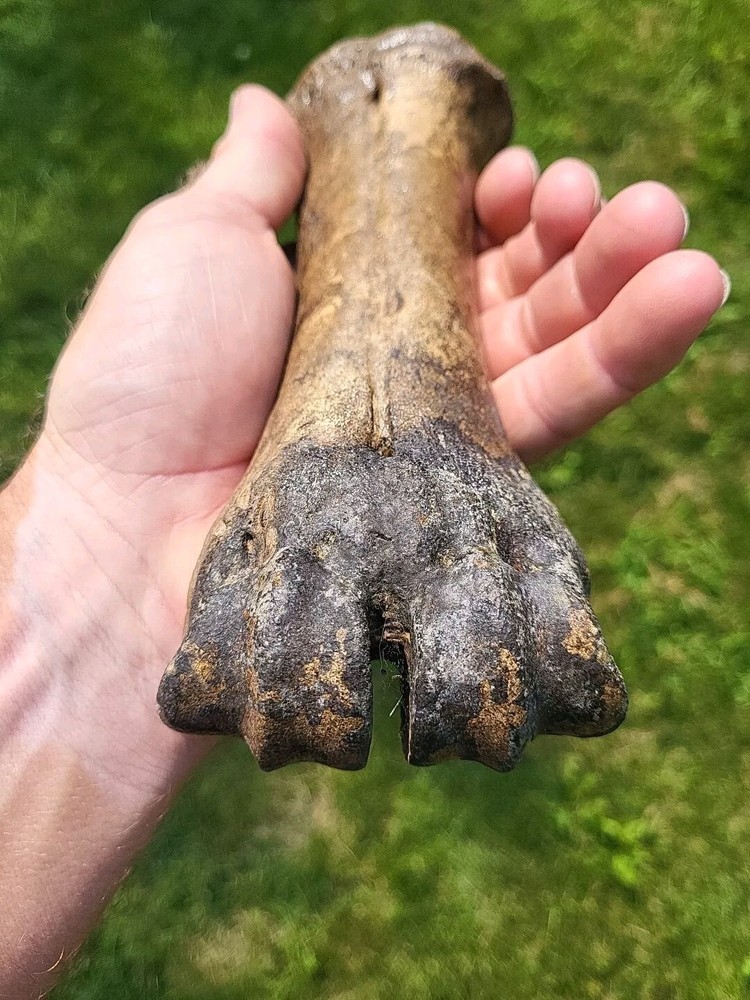 Bison metacarpal Historic bison foot bone
