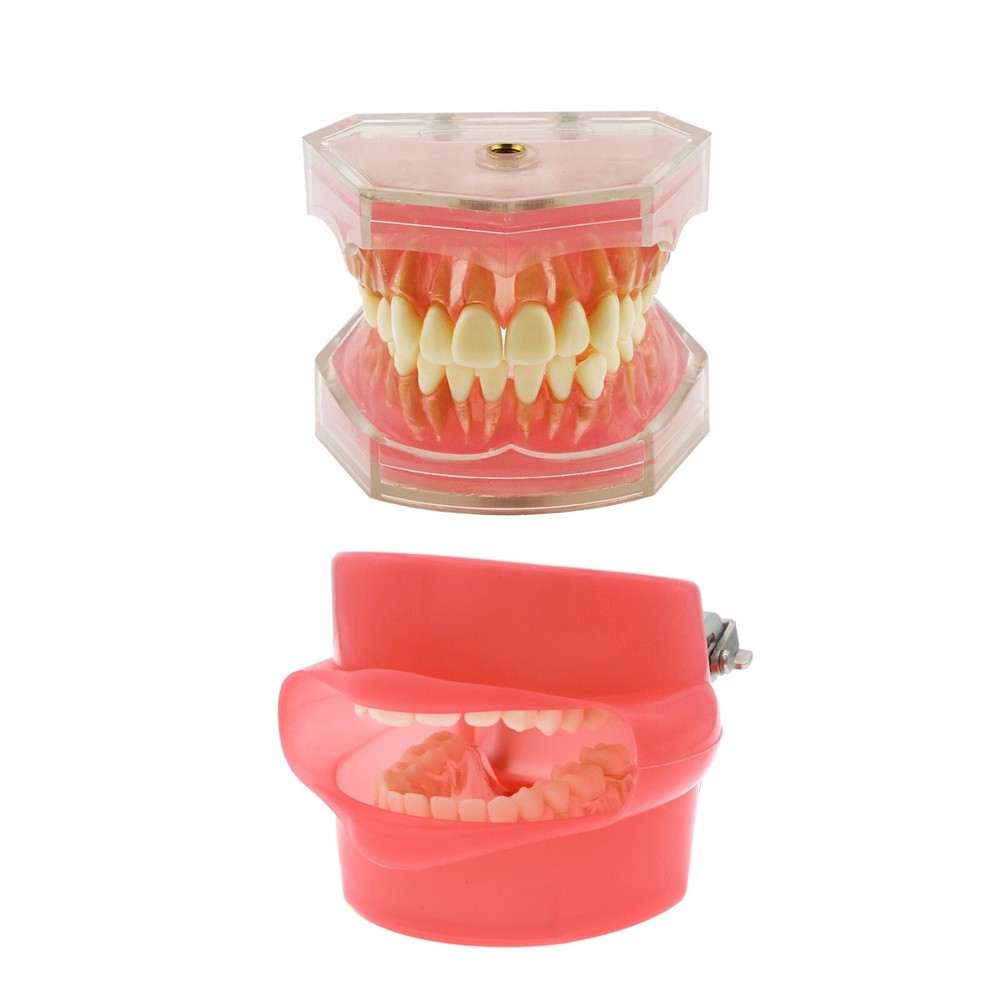 Dental Typodont Removable Soft Gum Teeth Model M7008 + Simulation Cheek