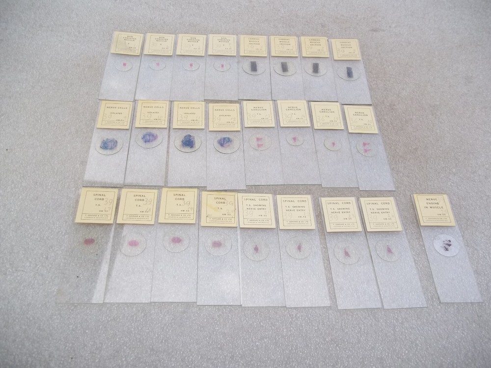 Vintage Glass Microscope Slides -