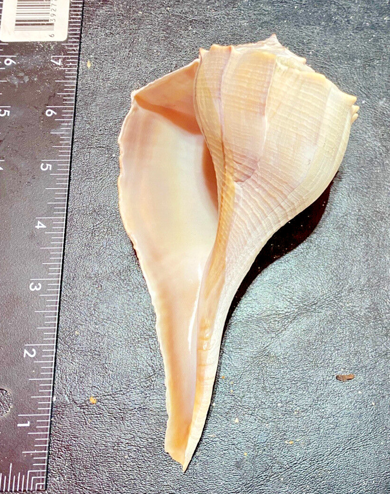 South West Florida Beach Shells Conch Shells 3 Conch Shells Various Sizes