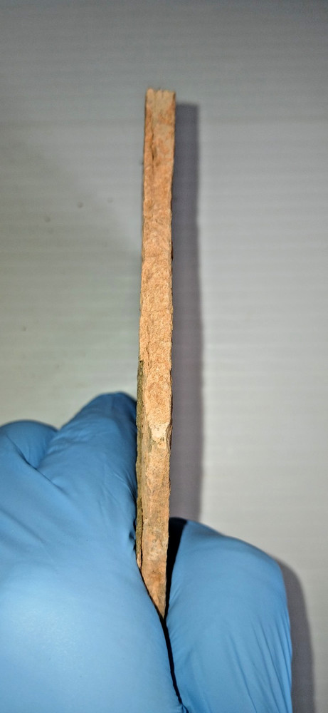 Brittlestar Starfish Fossil
