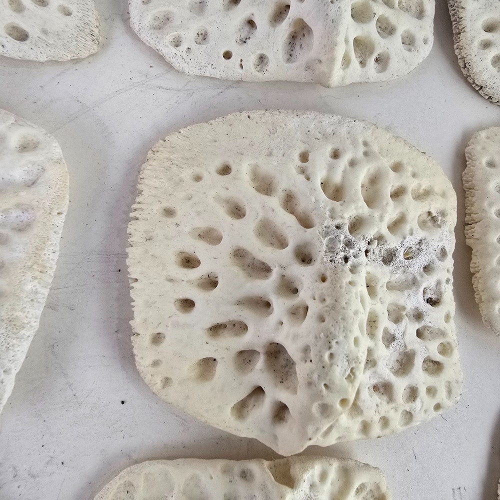 Gator Alligator Back Scute bone bones Bony scutes croc weird Osteoderms white
