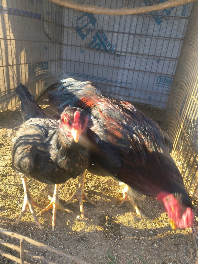 6 BoilPure Hatching Eggs