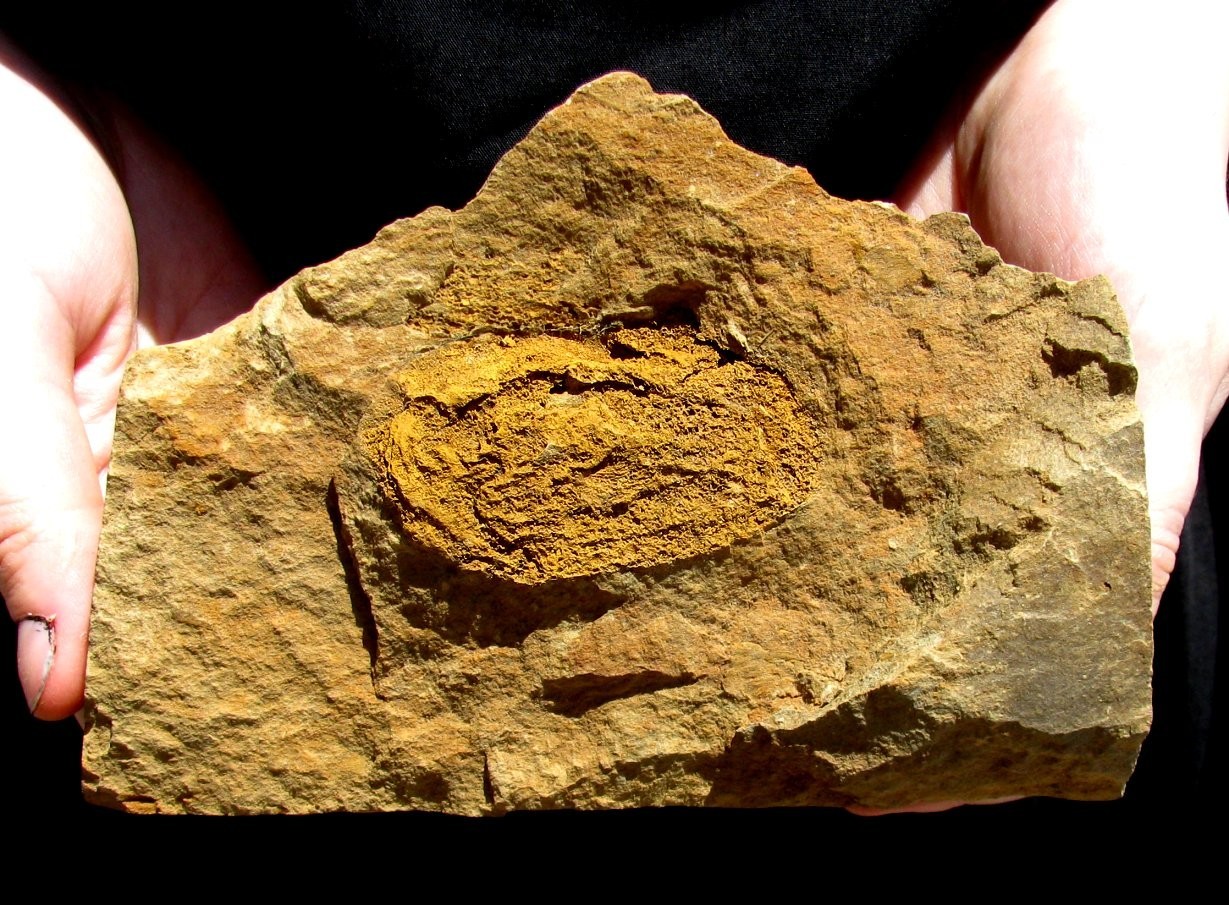 TOP QUALITY LOWER CAMBRIAN CAMPTOSTROMA RODDYI ECHINODERM- GREAT FORM & DISPLAY!