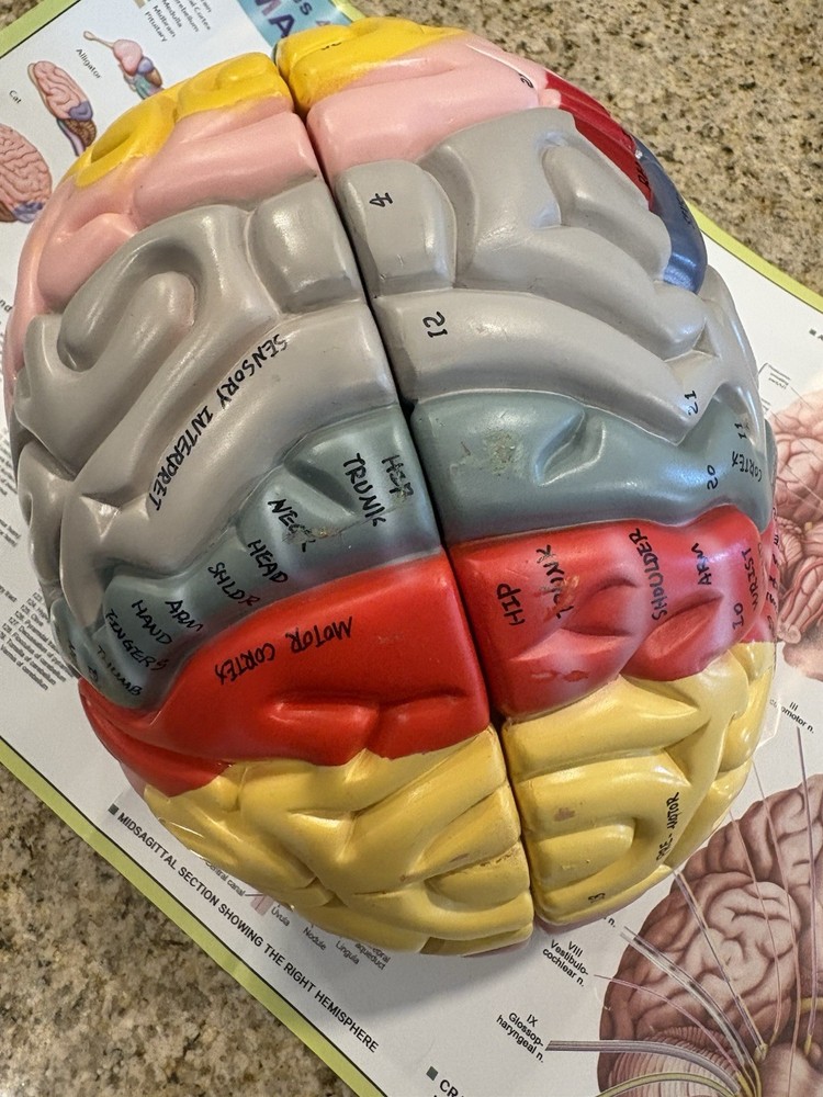 Human Brain Anatomy Model 4-Part Color-Coded w/ Stand & Chart – Educational