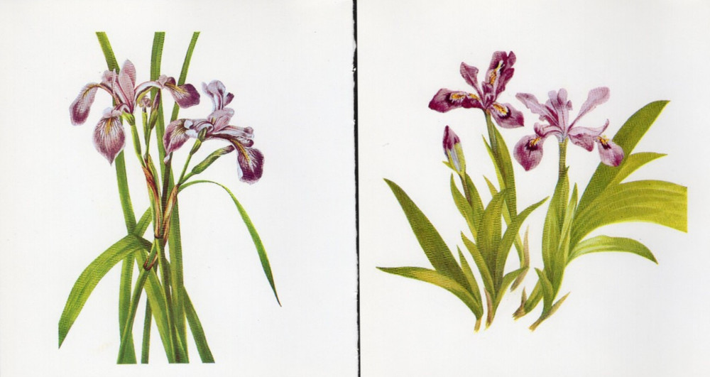 Tiny Junk Journal Florals The Purple Iris, 2 Illustrations