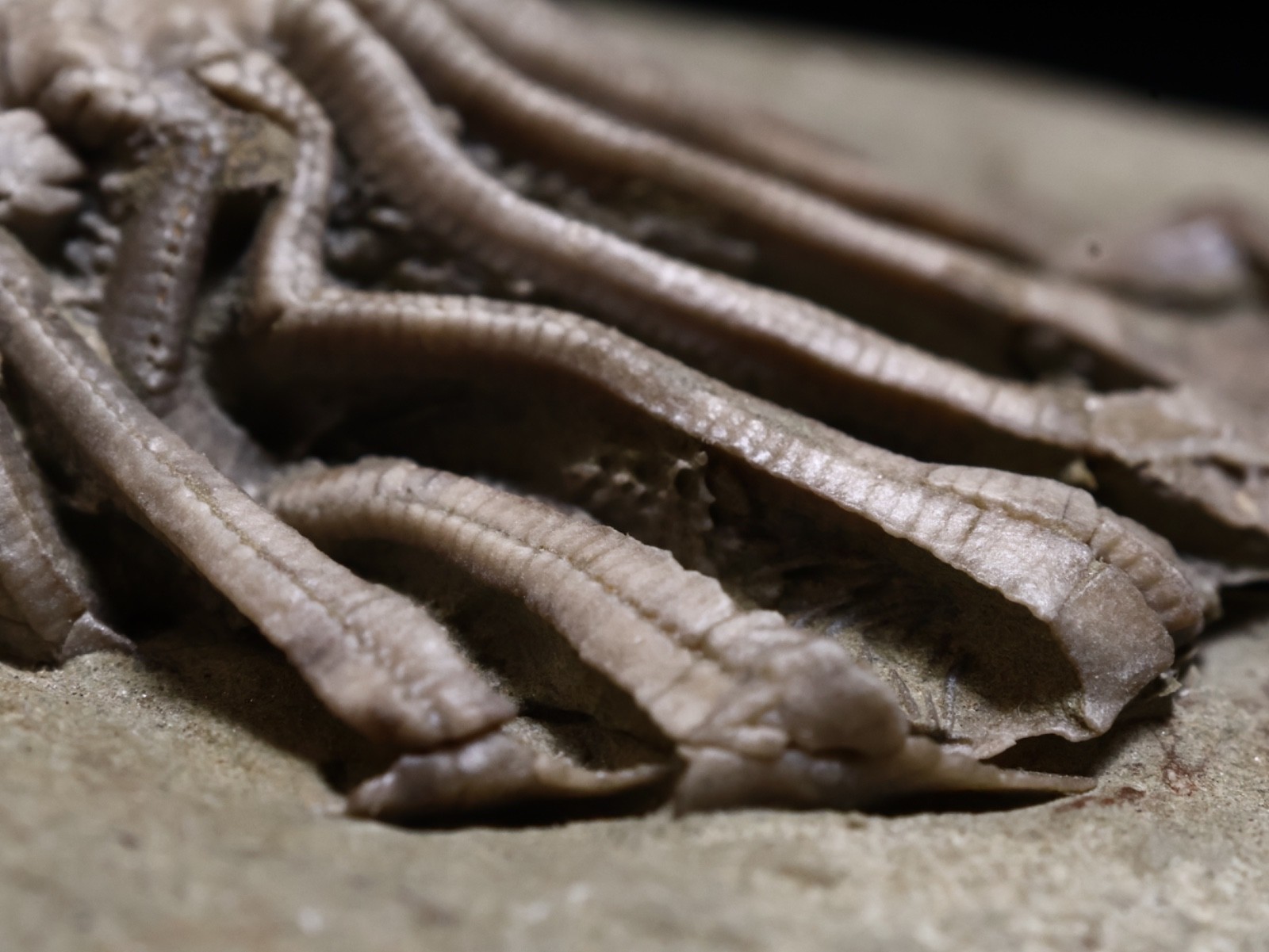 Revealing Fossil Crinoid, Crawfordsville, Indiana