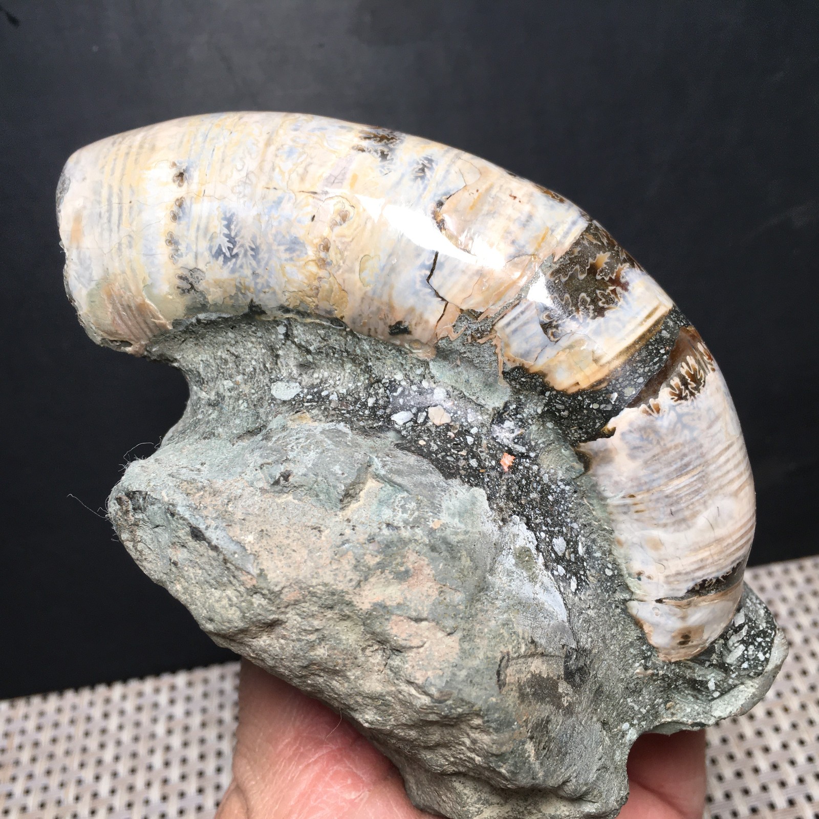 428g natural Carving Home Decoration    Specimen Shell Healing    md3751