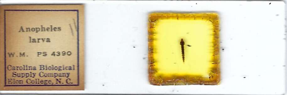 Anopheles sp. Larva w.m. Microscope Slide
