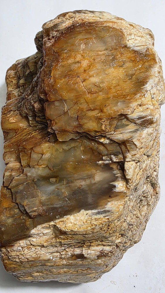 petrified wood log
