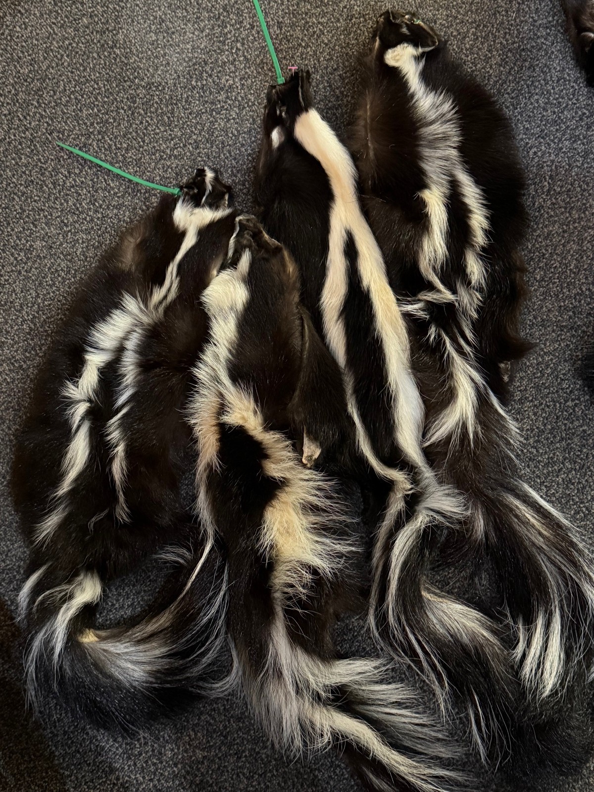 Skunk Fur, Soft Tanned Pelt, #1 Quality, Sm-L Sizes, Crafts, Leather, Sewing