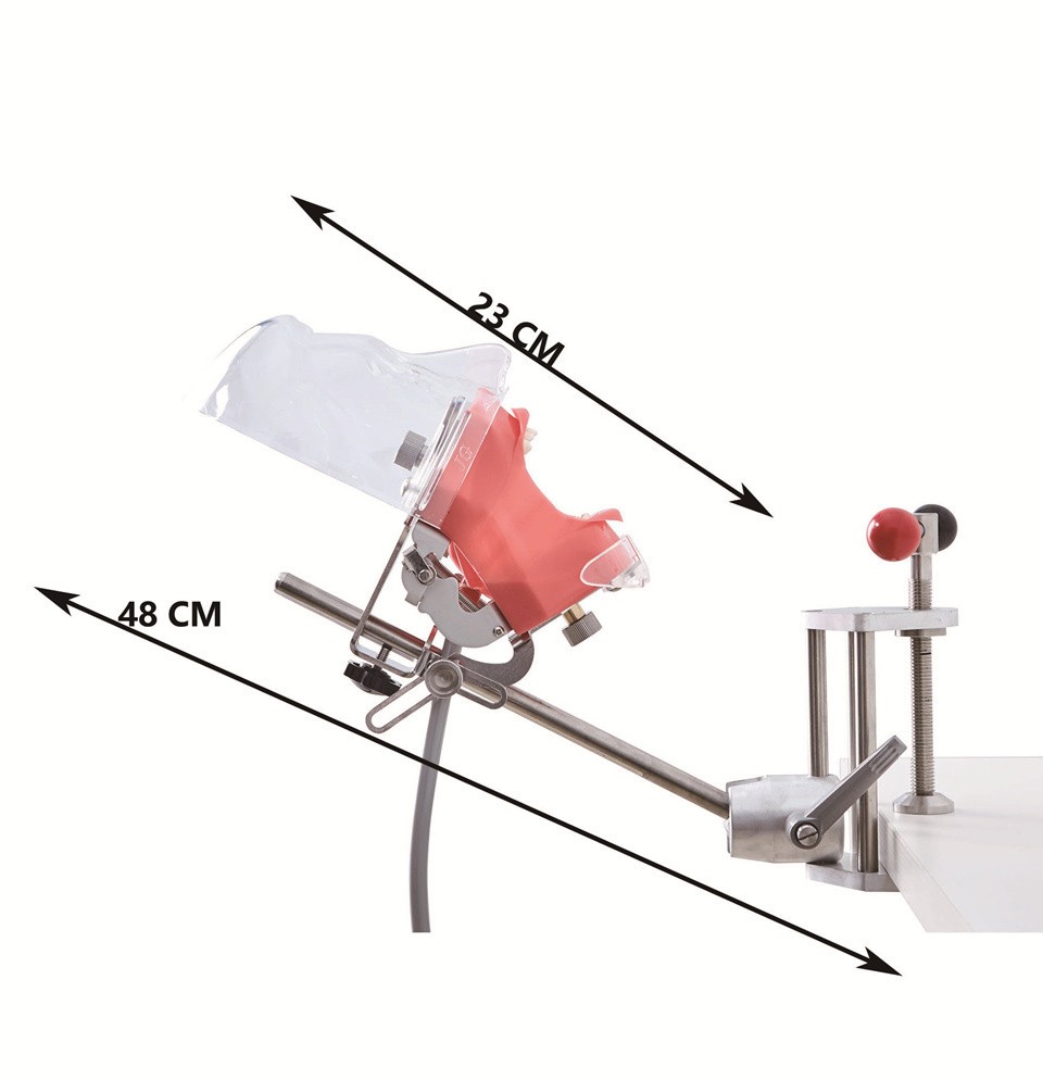 Dental Simulator Manikin Phantom Head Model Training Model Installing on Table