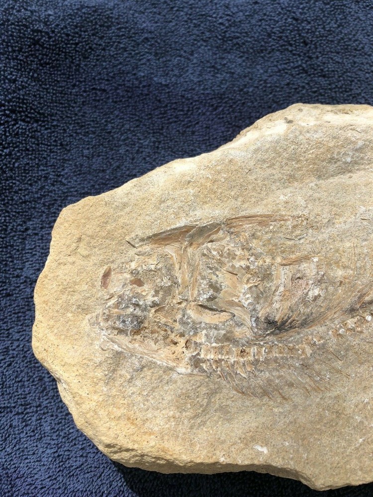 Fossil Fish Two Pieces 10.5" HEAVY
