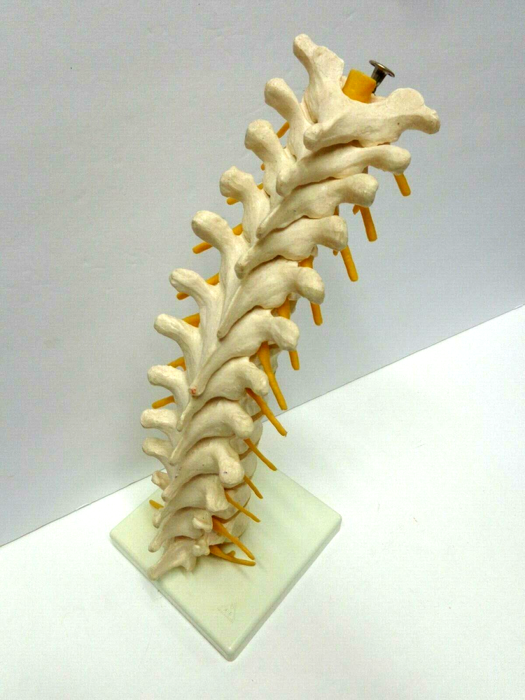 Vintage 3B Back Vertebrae Medical Model Display Germany