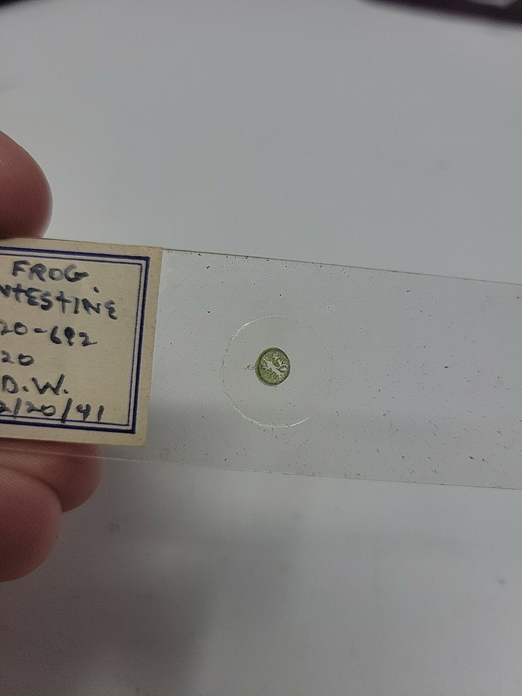 Vintage Microscope Slide 1941