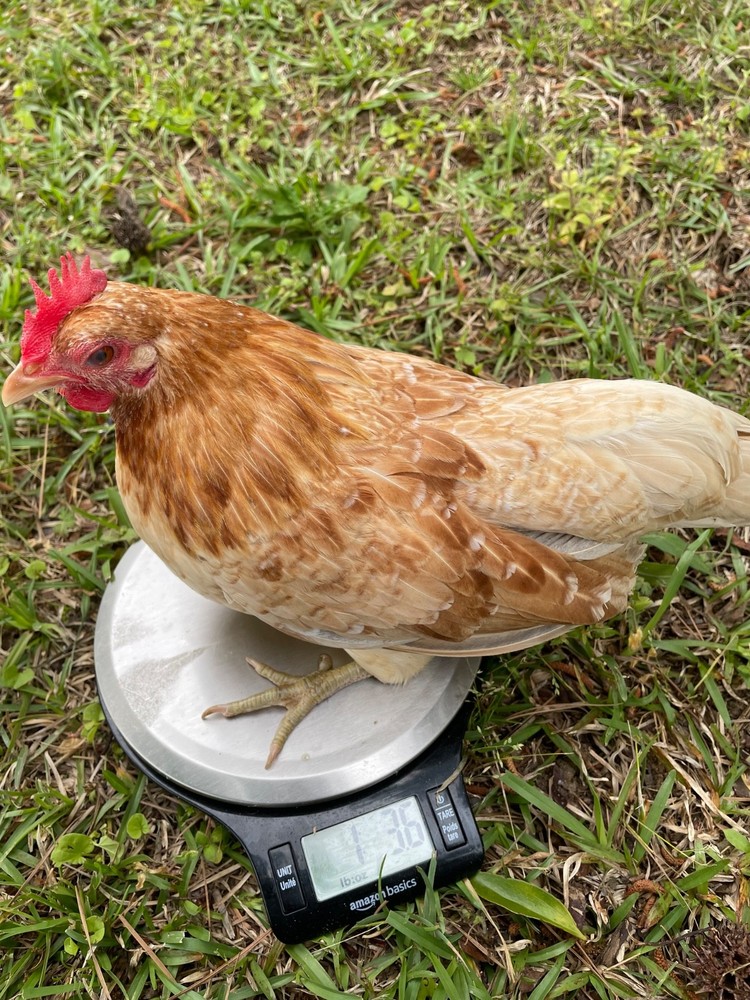4 Malaysian Serama hatching eggs