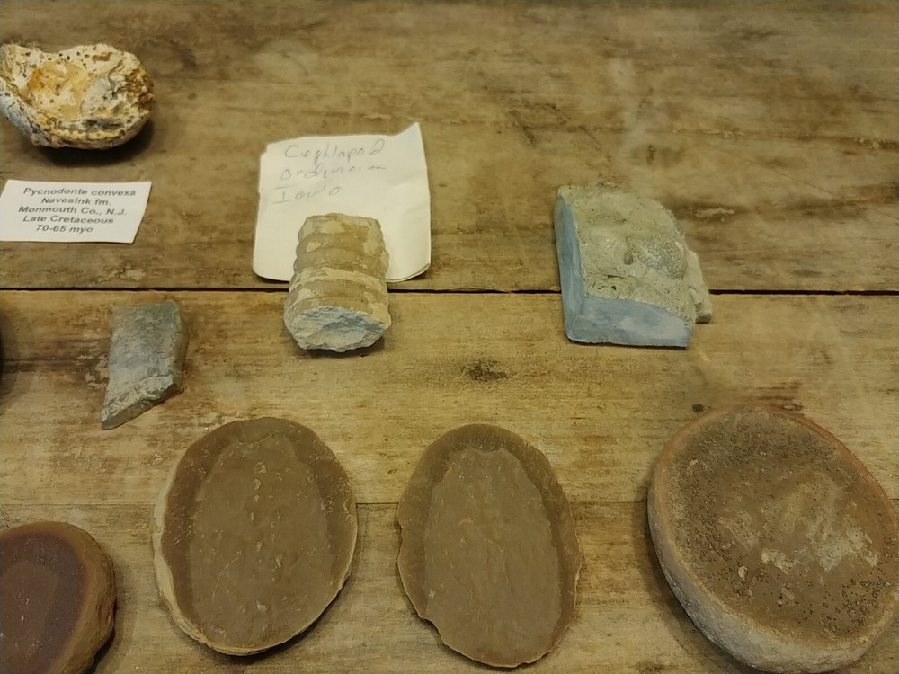 Fossil Lot 24 Total Pieces