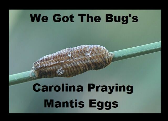 20 Freshly Harvested Carolina Praying Mantis Egg Cases Fresh Picked 2026 season.