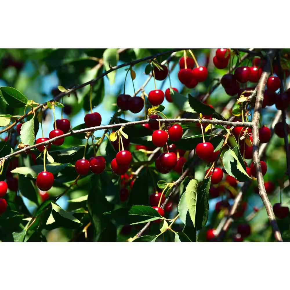3 Ft. - 4 Ft. Tall Bare-Root Montmorency Pie Cherry Tree