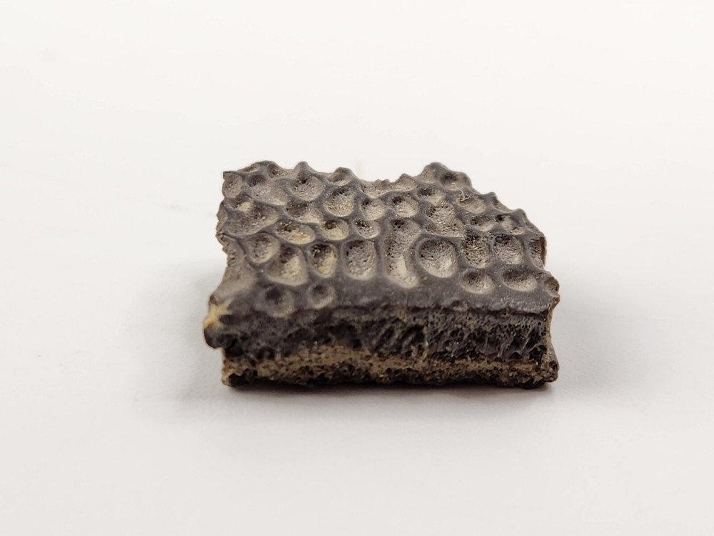 Turtle Shell Fossil - Judith River Fm. - Hill Co., MT