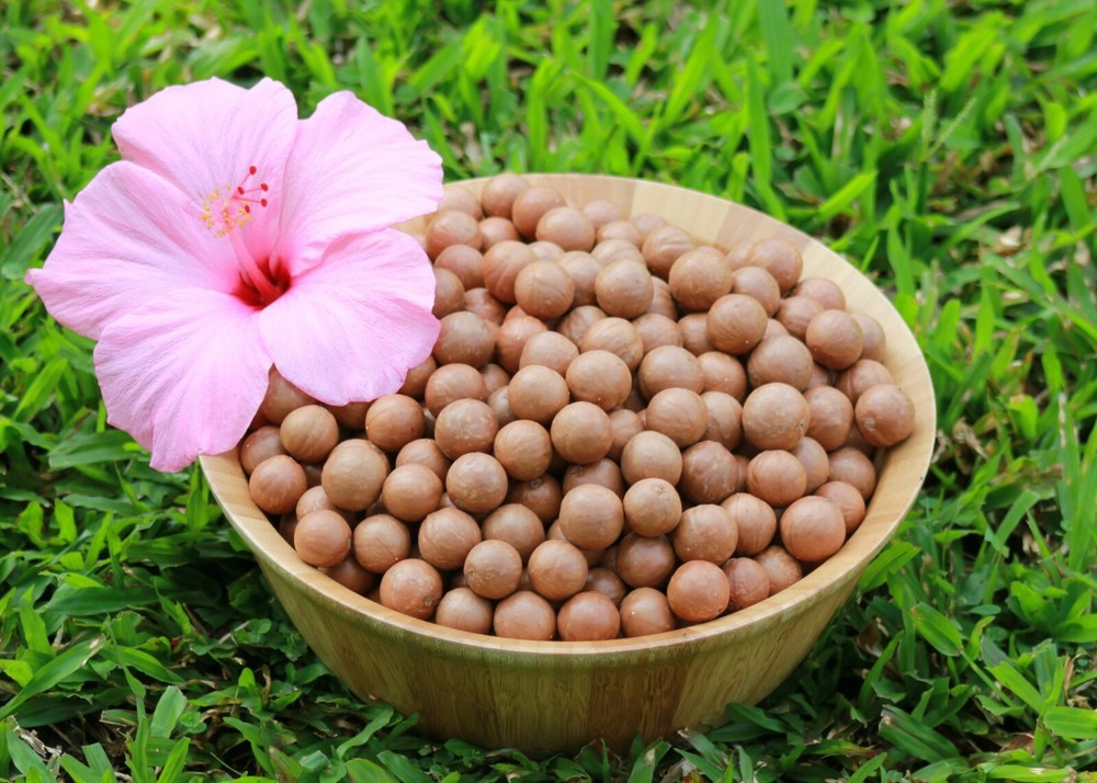 In Shell Macadamia Nuts Fresh from Hawaii (11 pounds)