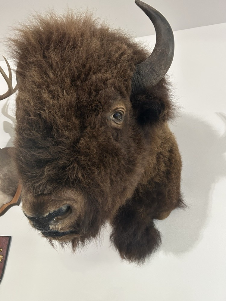 Beautiful Large Buffalo / Bison Head Mount