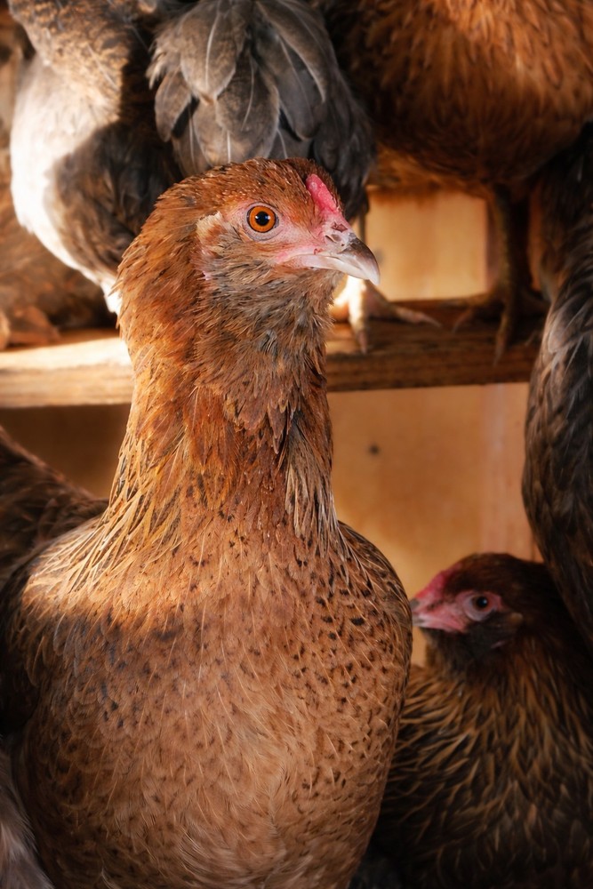 12 Easter Egger Chicken Hatching Eggs - 1 Dozen - Heritage Green & Blue Layers