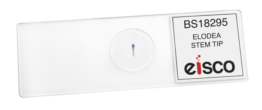 Elodea Stem Tip - CS - Prepared Slide - 75x25mm - Eisco Labs