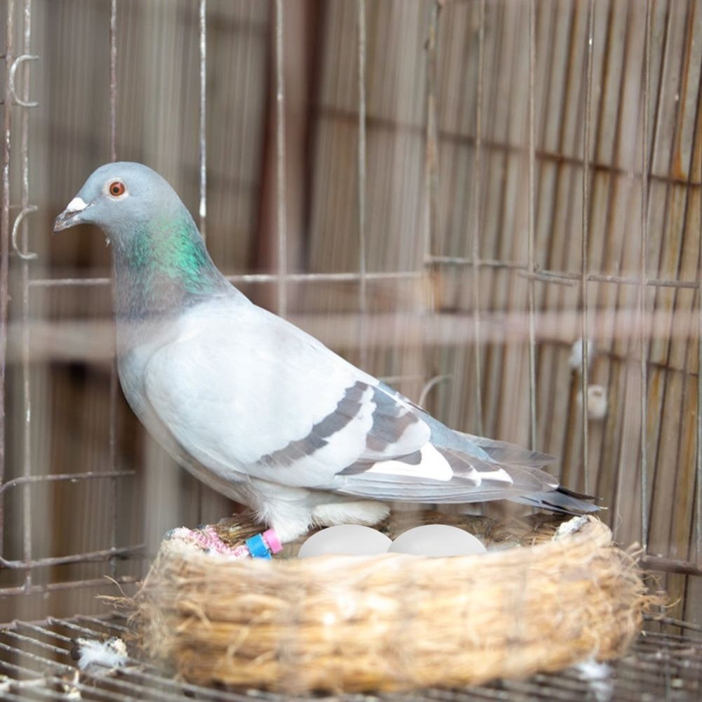 30Pcs Solid Plastic Eggs for Tricking Birds to Stop Laying Eggs