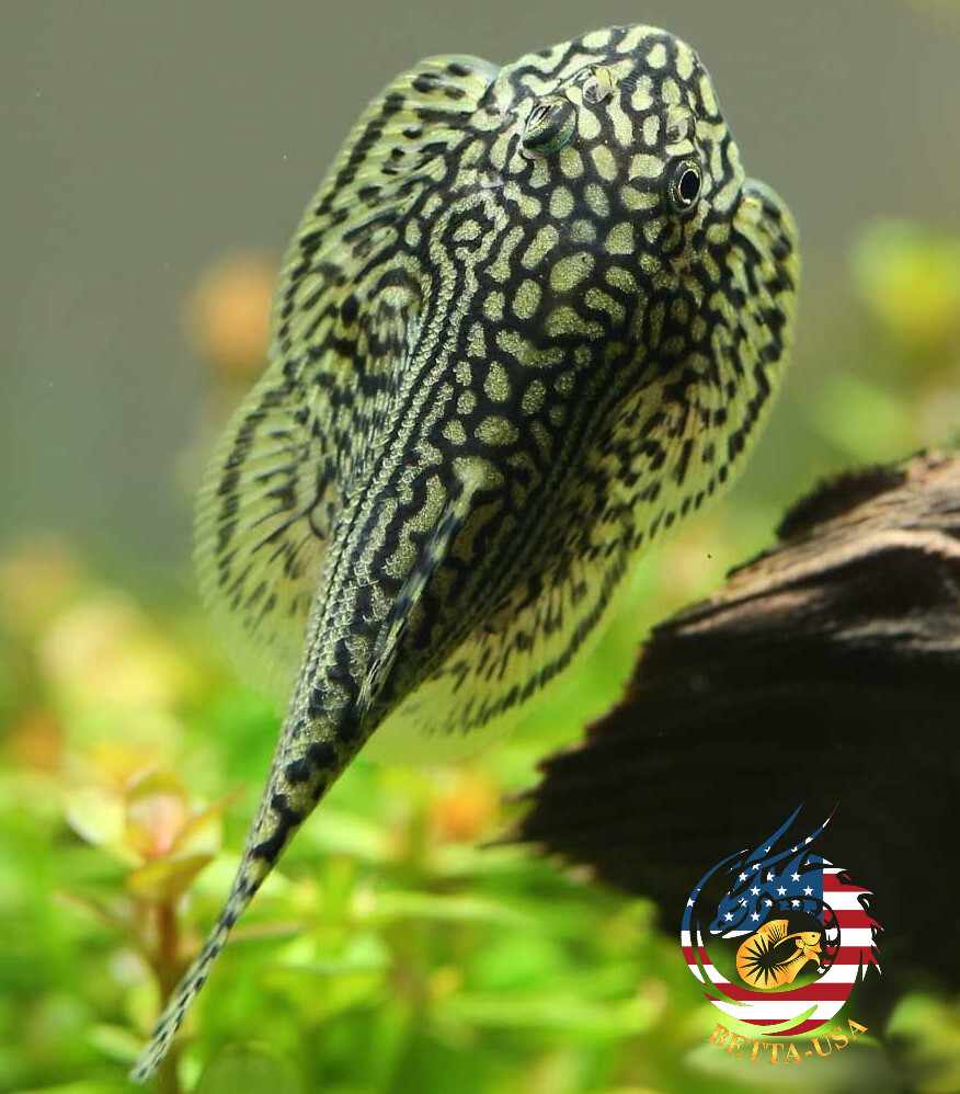 PACK OF 10 -  Striped Butterfly Reticulated Tiger Hillstream Loach Algae Eater