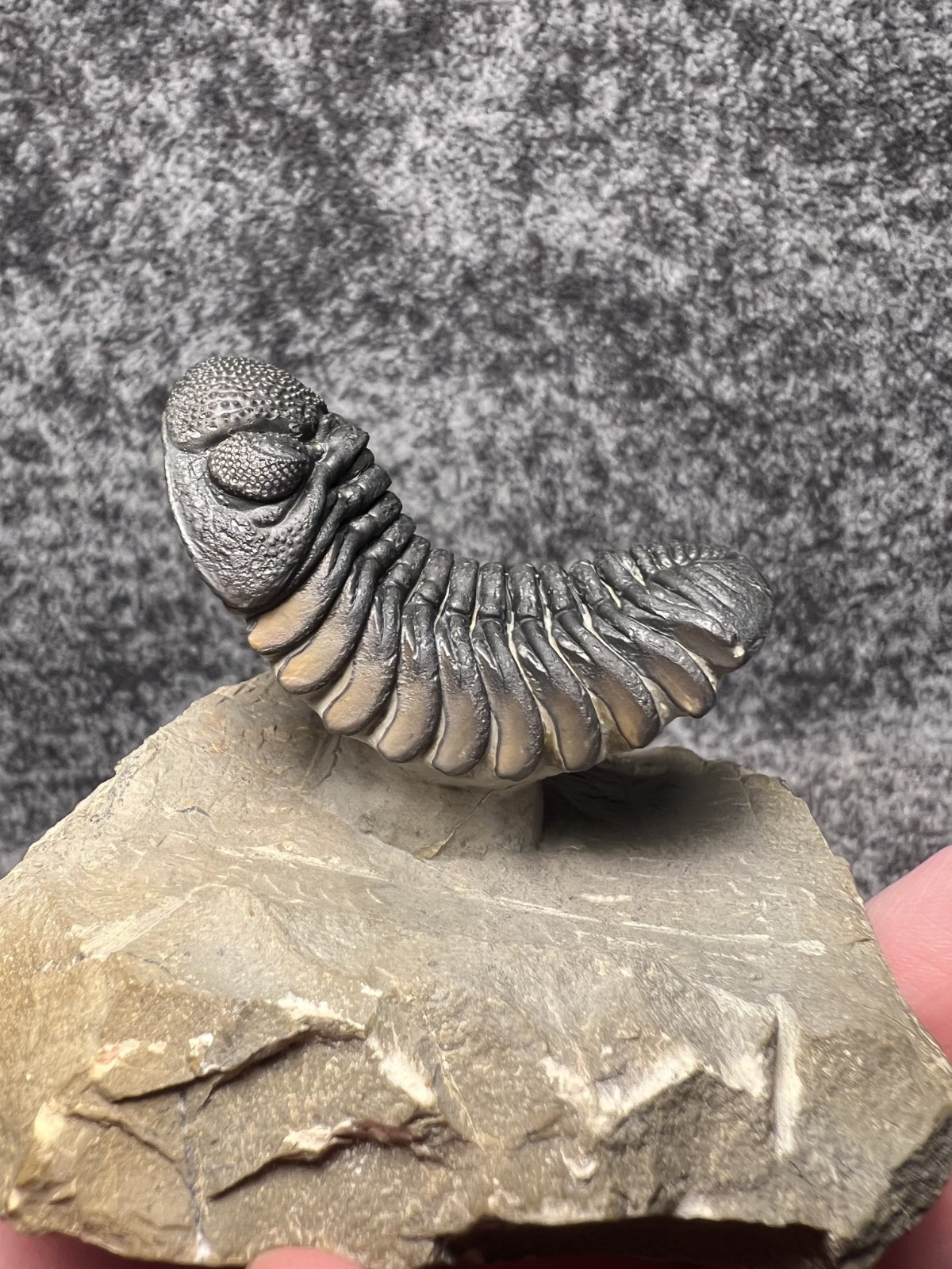 Exceptional Moroccops sp. Trilobite Fossil – Stunning Flying Preparation