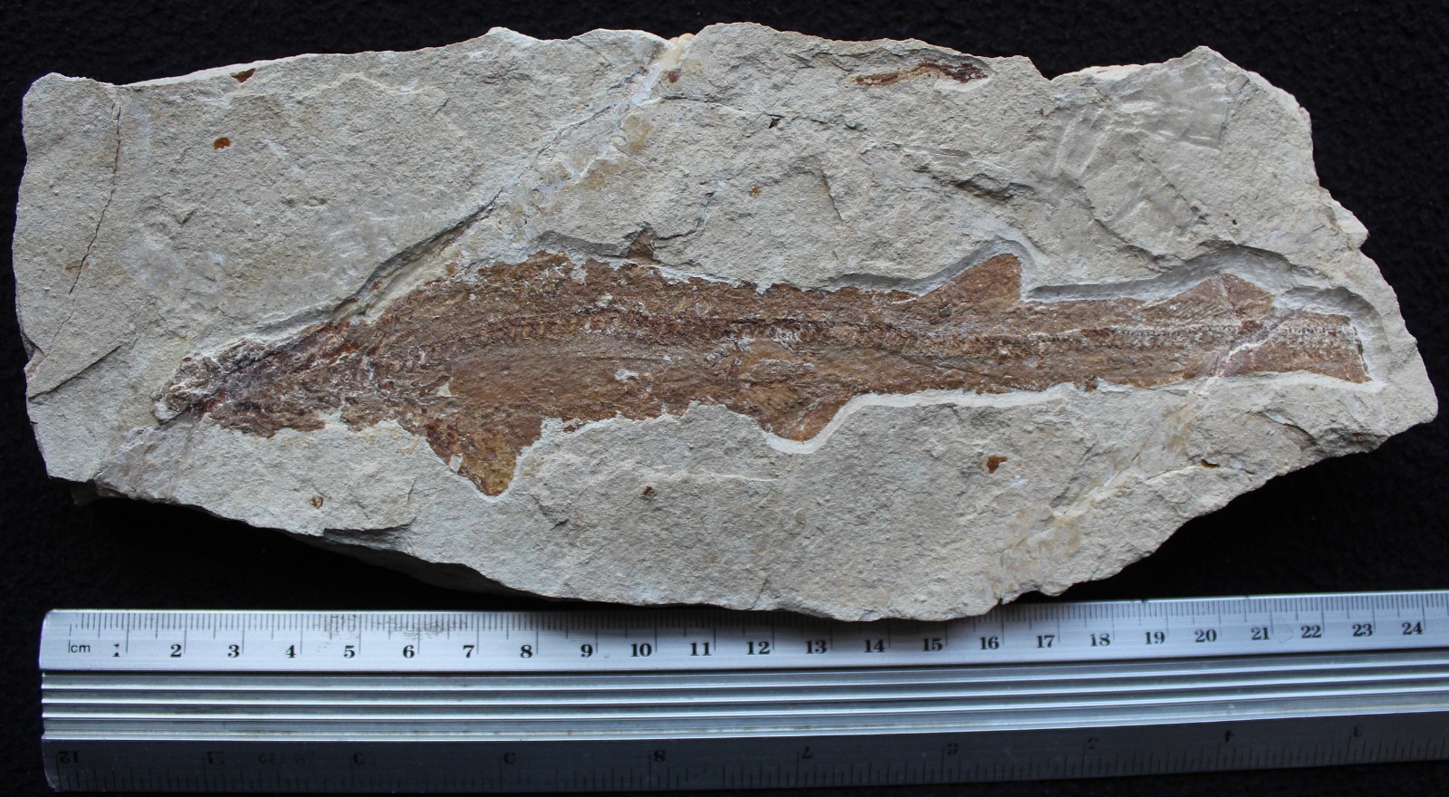 Shark 60 - Budget Specimen with Good Color - 100 Million Years Fossils Lebanon