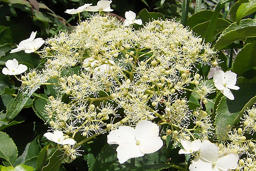 Climbing Hydrangea, Hydrangea anomala petiolaris, Vine Seeds