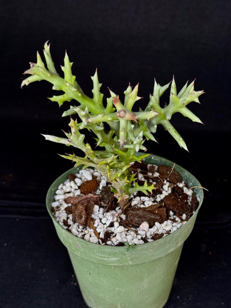 Euphorbia stenoclada, succulent