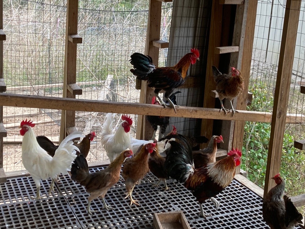 10 Ayam Ketawa Hatching Eggs